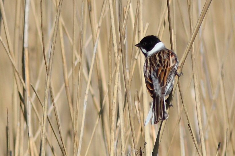 Welney sightings - 23/10/2026